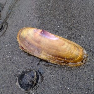 Beach seashell beach sand