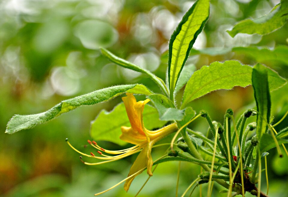 Petal nature garden