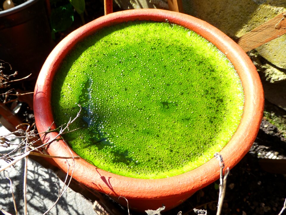 Flowerpot nature pot