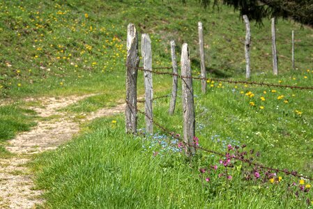Pasture fence fence demarcation