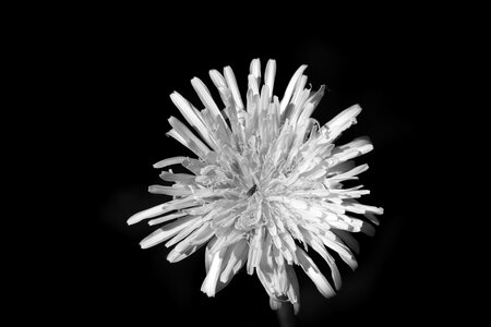 Flower black and white pointed flower