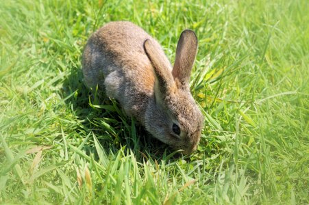 Dwarf rabbit easter easter bunny photo
