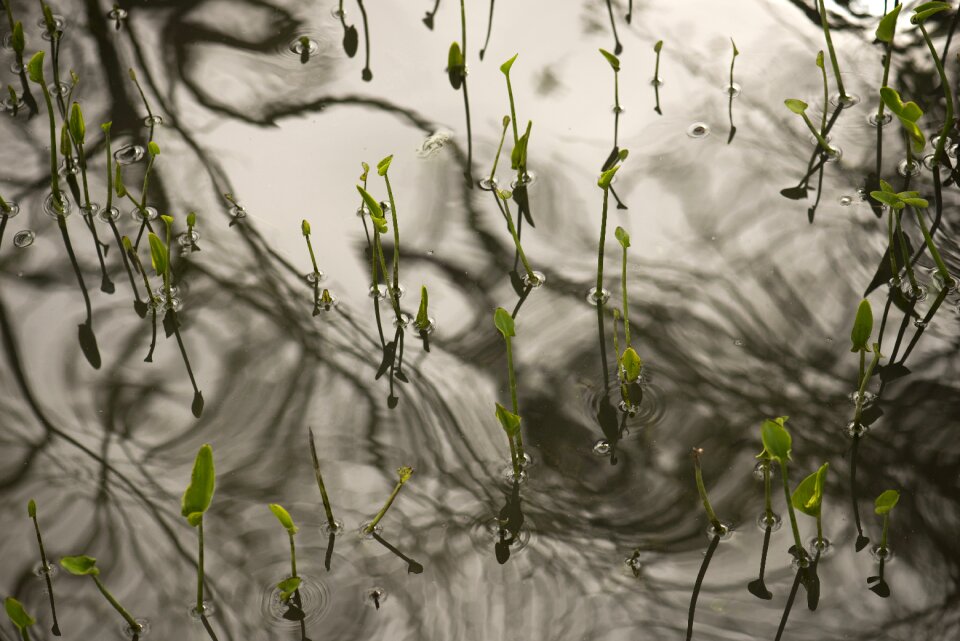 Lake reflection green