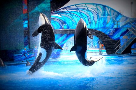 Aquarium show