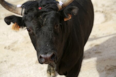 Cattle black cow