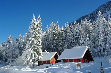 Snow field forest