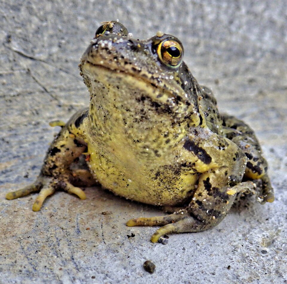Frog animal aquatic animal