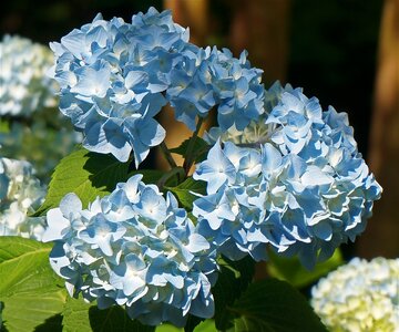 Flower plants shrub bloom photo