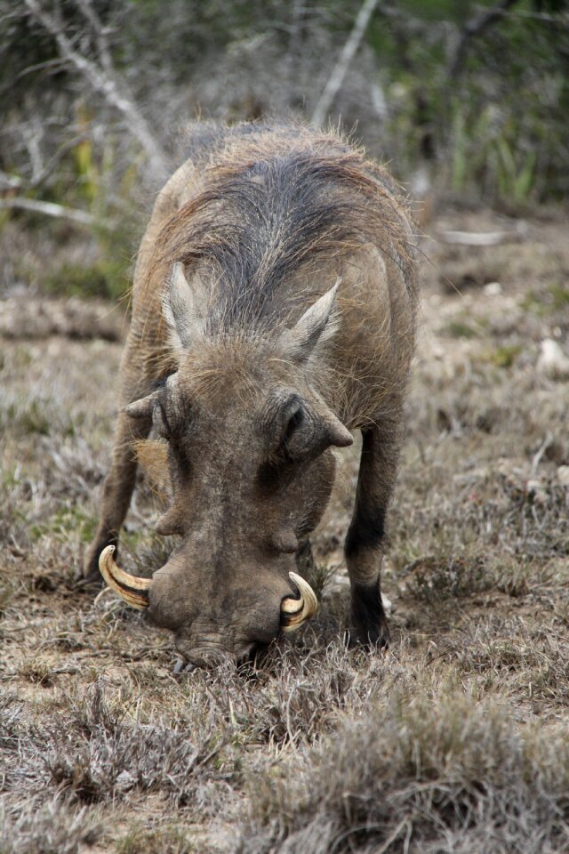 National park boar