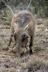 National park boar