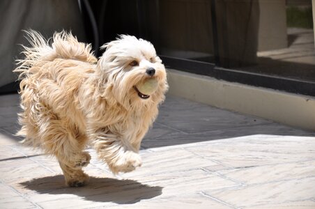 Pet animal puppy