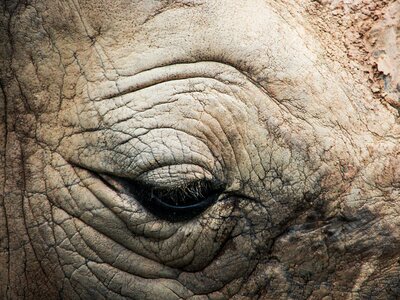 Animal eye nature