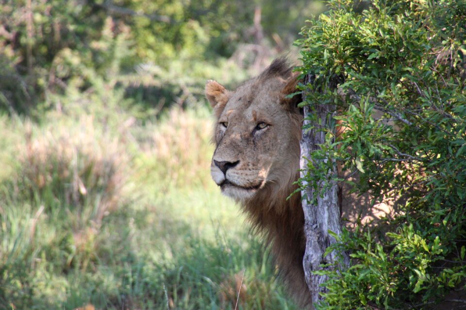 Safari animals wildlife photo