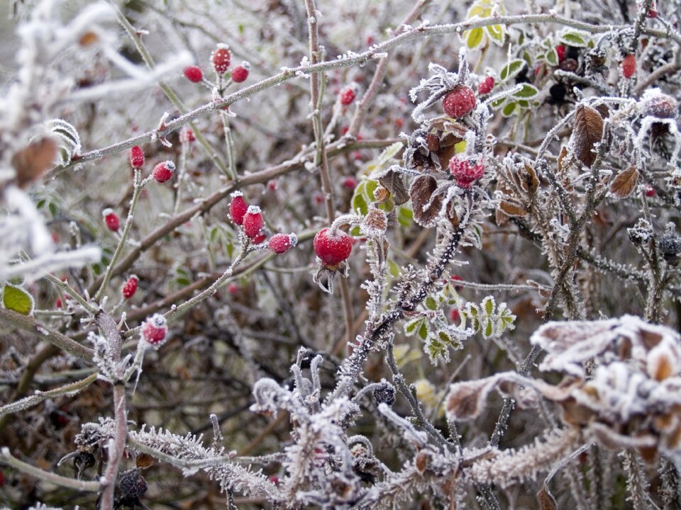 Erica bush frost