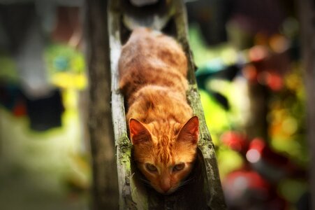 Pet kitten animals