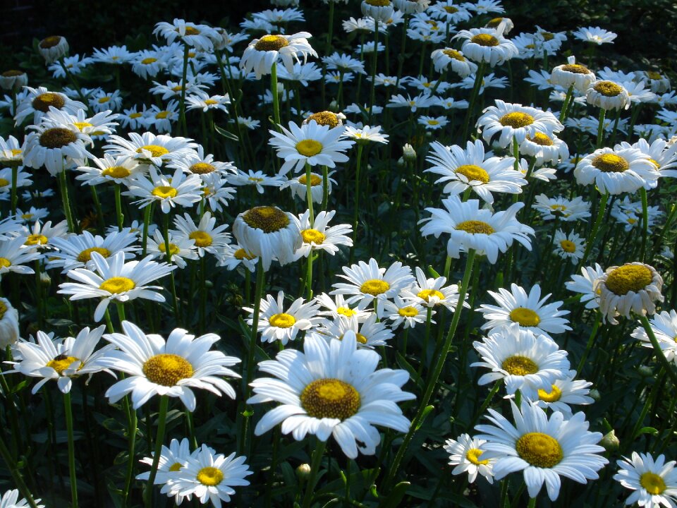 Flower nature summer