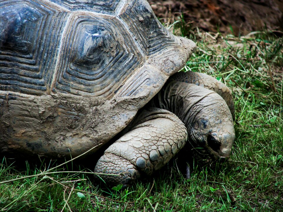 Animal wildlife nature
