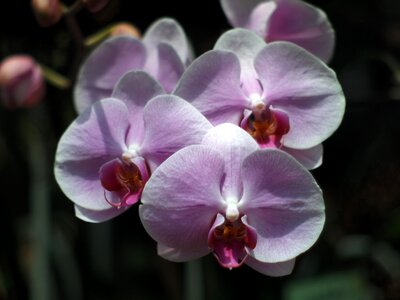 Orchid purebred chiang mai thailand thailand photo