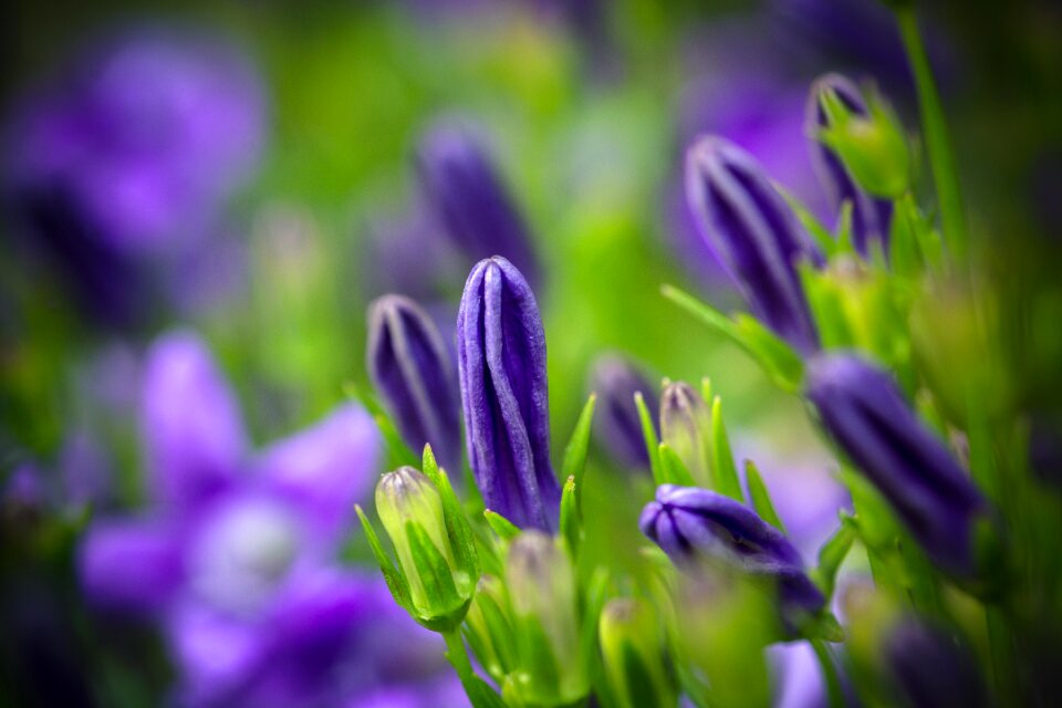 Upholstery bellflower dalmatian bellflower flower buds photo