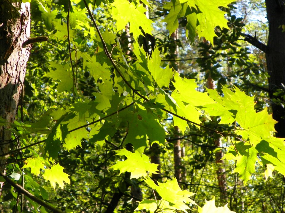 Translucent light forest nature landscapes
