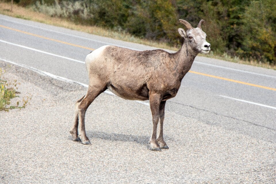 Goat mountain nature