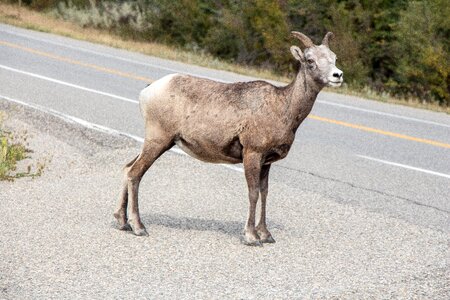 Goat mountain nature photo