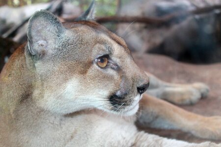 Tiger carnivorous mammal