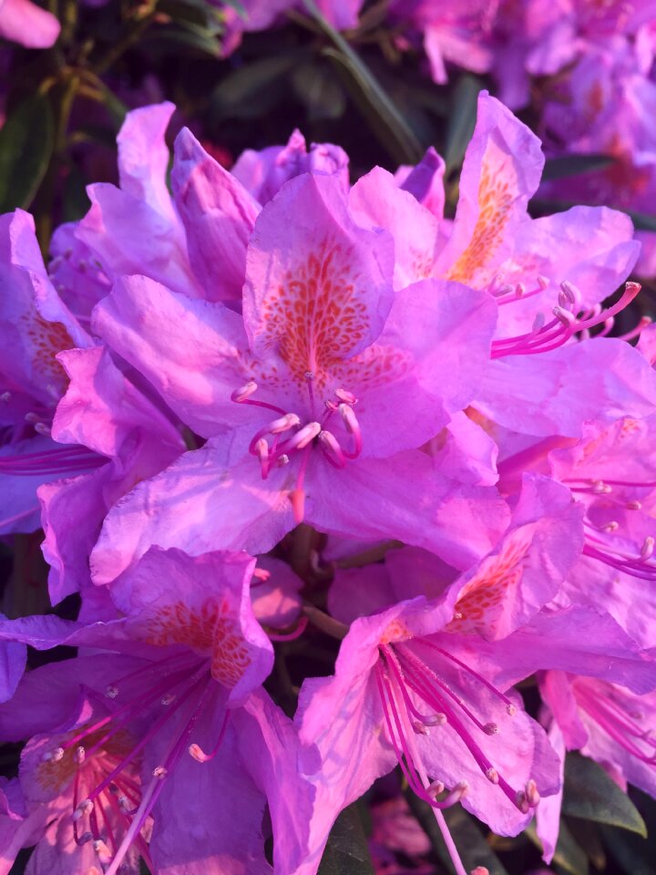 Nature outdoors bloom