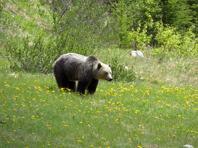 Alberta canada wilderness
