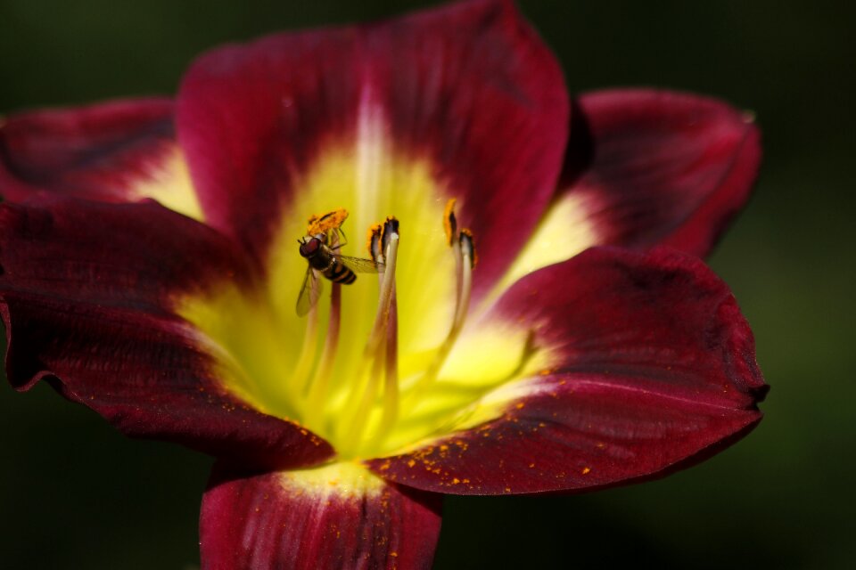 Nature nectar yellow