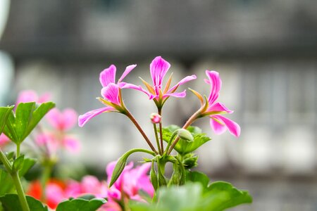 Violet purple flower