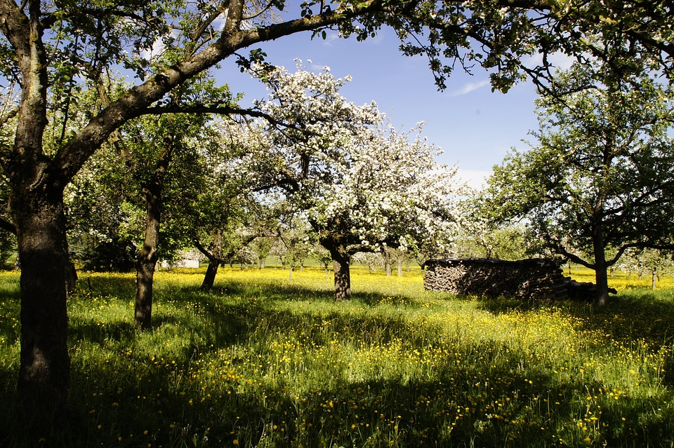 Apple trees apple blossom spring