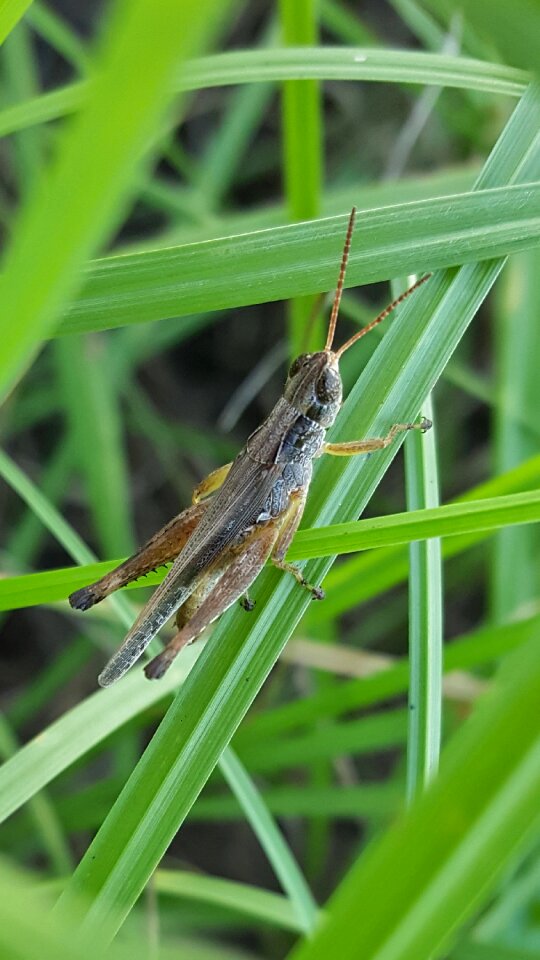 Insect close up small photo