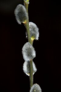 Black easter fur