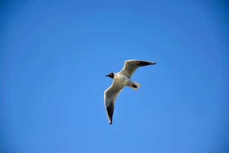 Nature wings sky