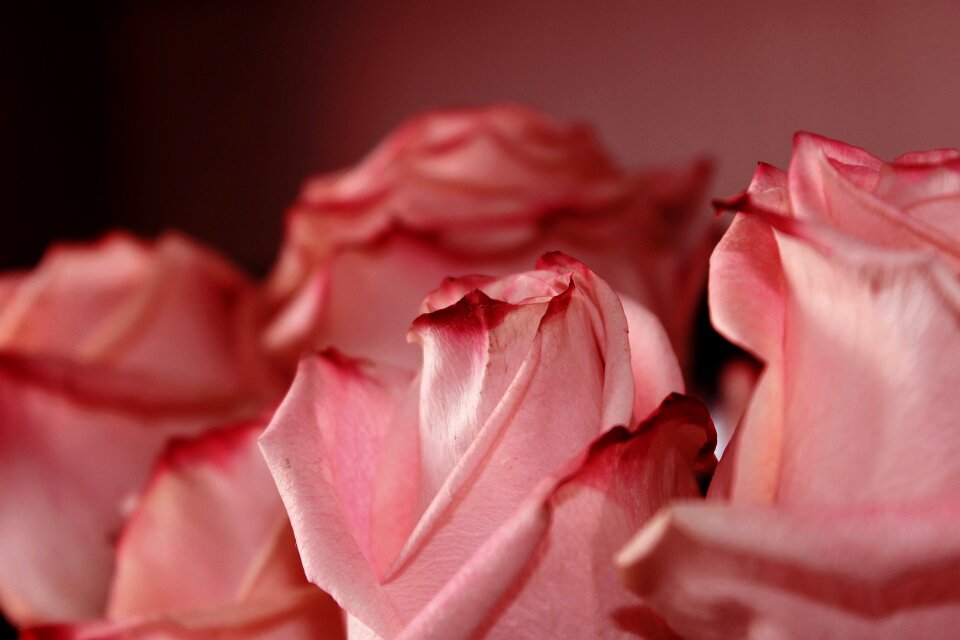 Flowers spring beauty