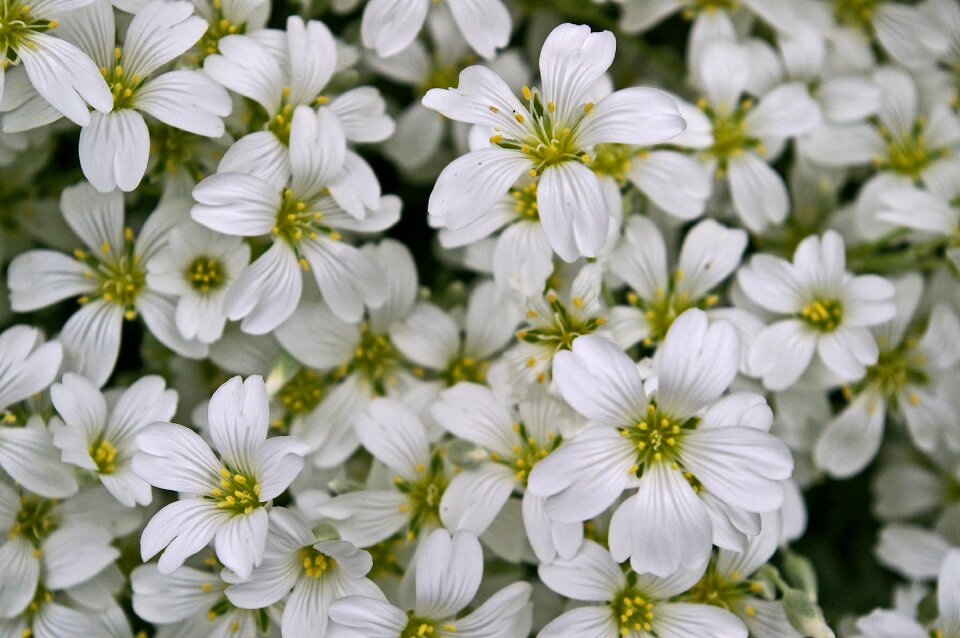 Plant white flowers petals
