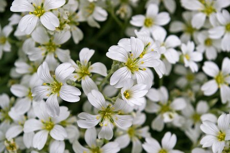 Plant white flowers petals