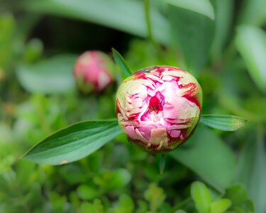 Pink blossom bloom