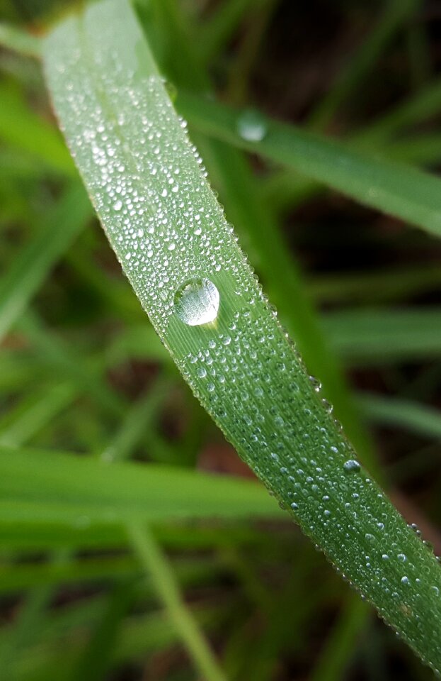 Dew drop morning dew wet photo