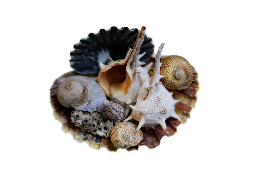 Murex macro whelks