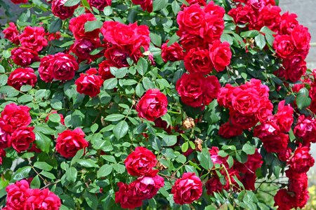 Garden colors red