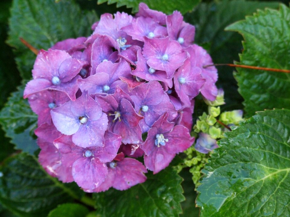 Closeup garden