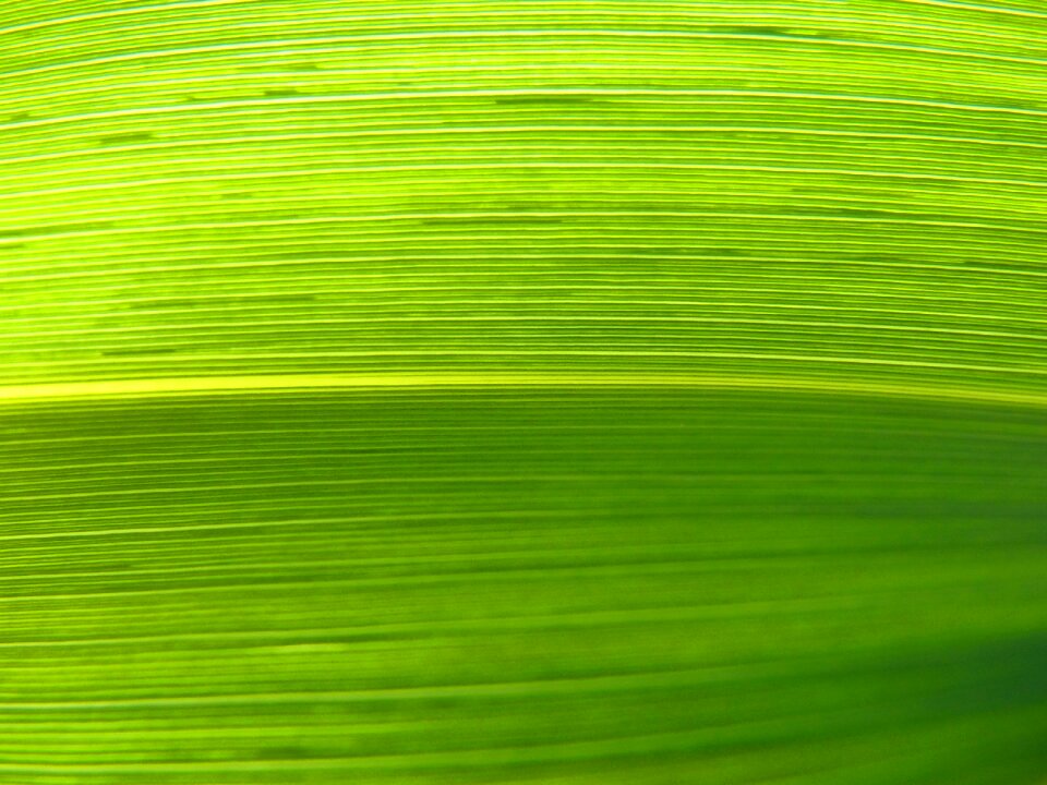 Texture natural texture plant architecture