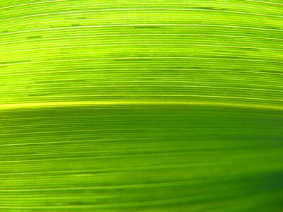 Texture natural texture plant architecture photo