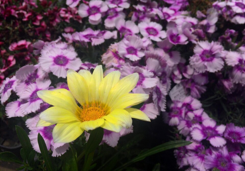 Purple dahlia leaf