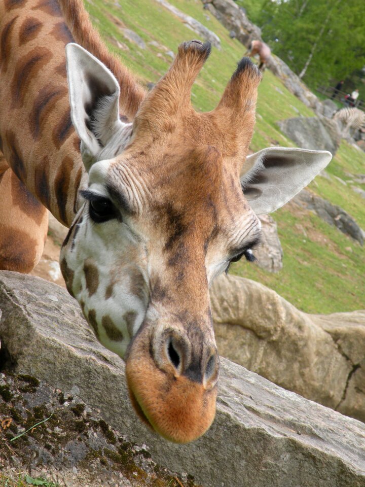 Cute giraffe watch