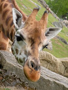 Cute giraffe watch