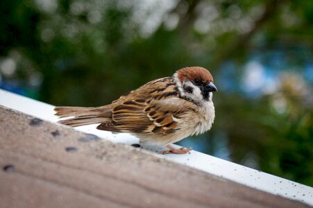 Brown feather beak photo