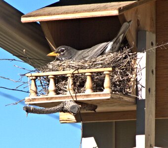 Birdhouse nature photo